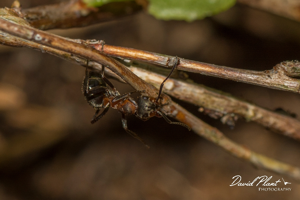 David Plant Photography - Wildlife Photography - Formica aquilonia - A.jpg - Scottish wood ant, Formica aquilonia - Highlands